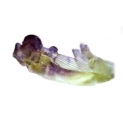 Daum Iris Mini